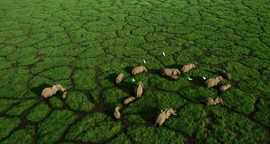 Elephant trails bisect the green grasses of Amboseli National Park, Kenya