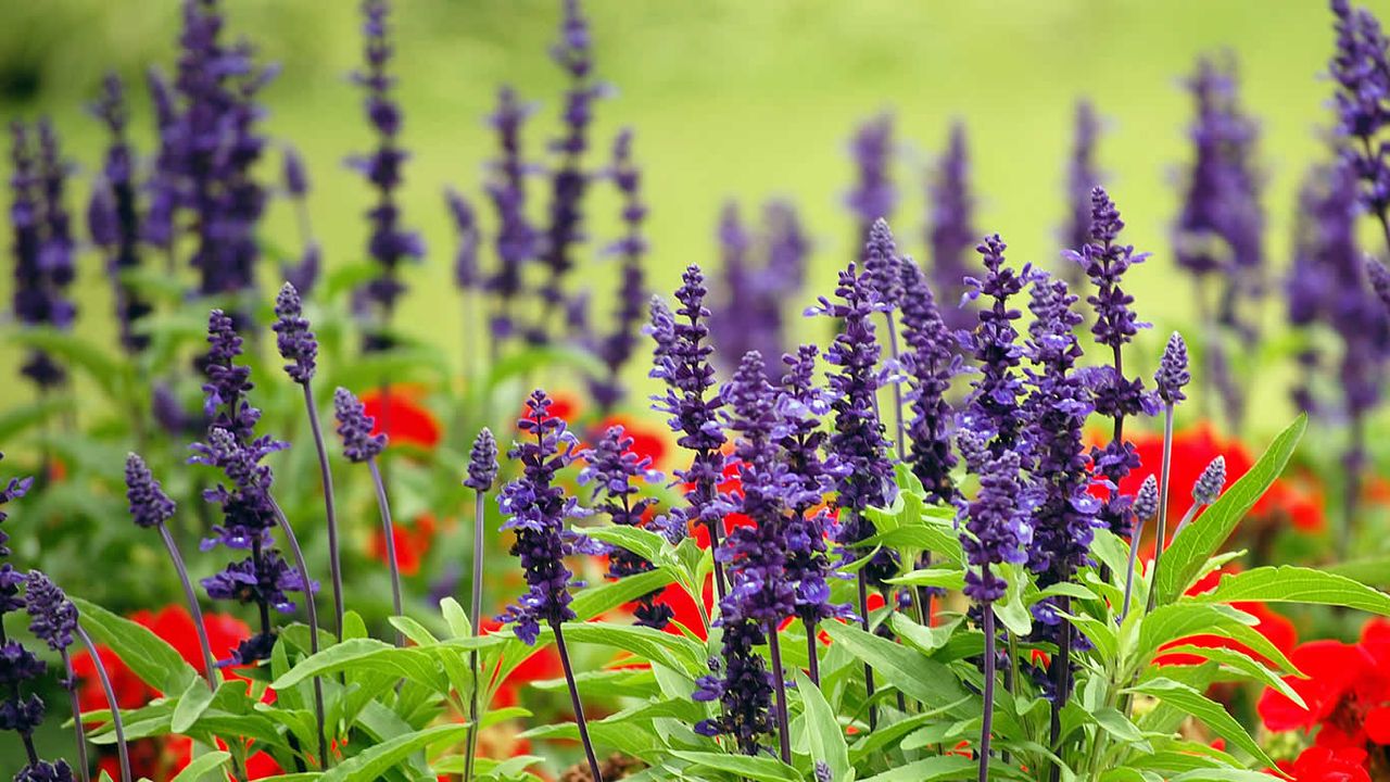 Lavender and papaver at Royal Botanic Garden, Sydney, Australia 