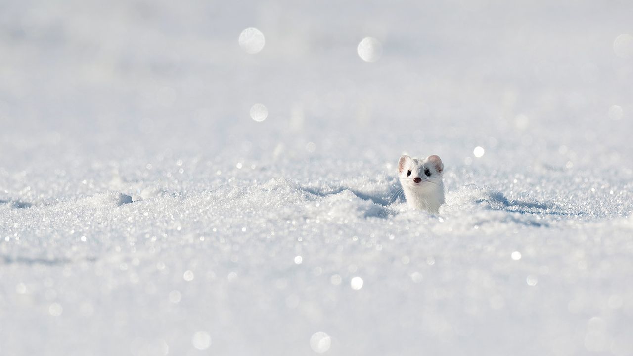 Stoat (aka ermine) in the Jura Mountains, France 