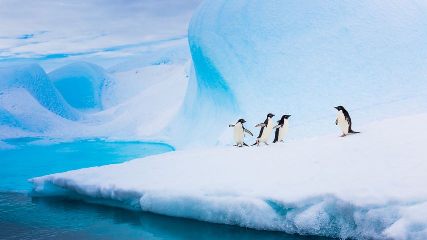 Pingüinos Adelia sobre un iceberg, Antártida