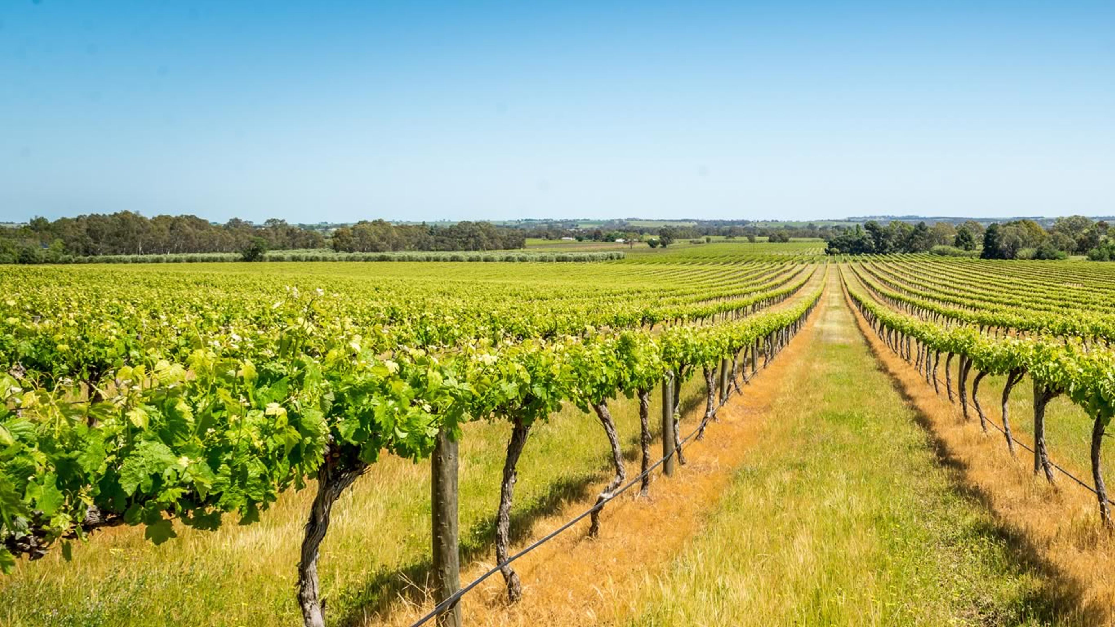 Vineyard In Barossa Valley, South Australia - Bing Gallery