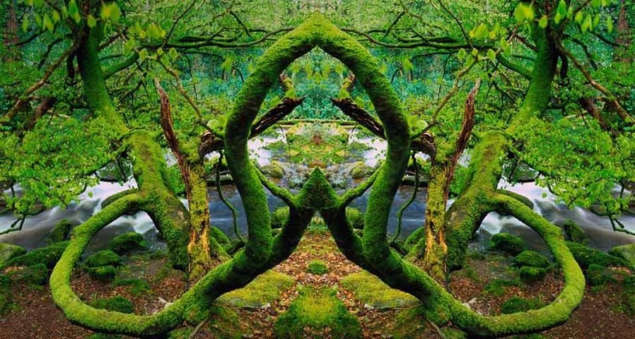 Mirror-image photo of moss-covered trees in Killarney National Park, Ireland