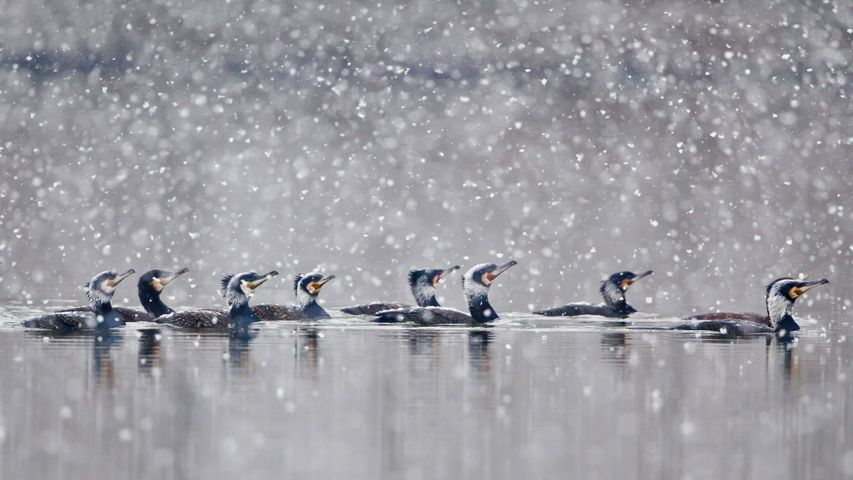 Great cormorants gliding through a snowstorm in Hesse, Germany