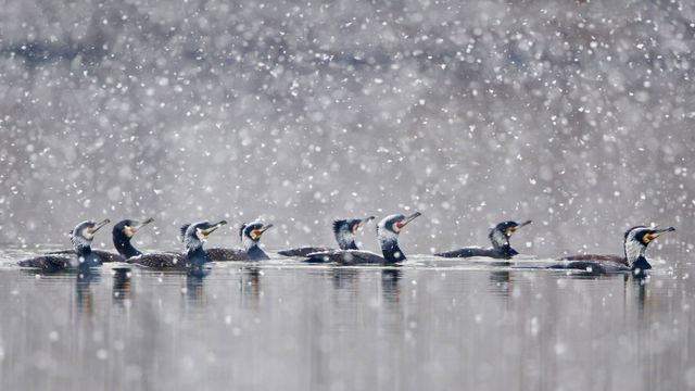 Great cormorants, Hesse, Germany
