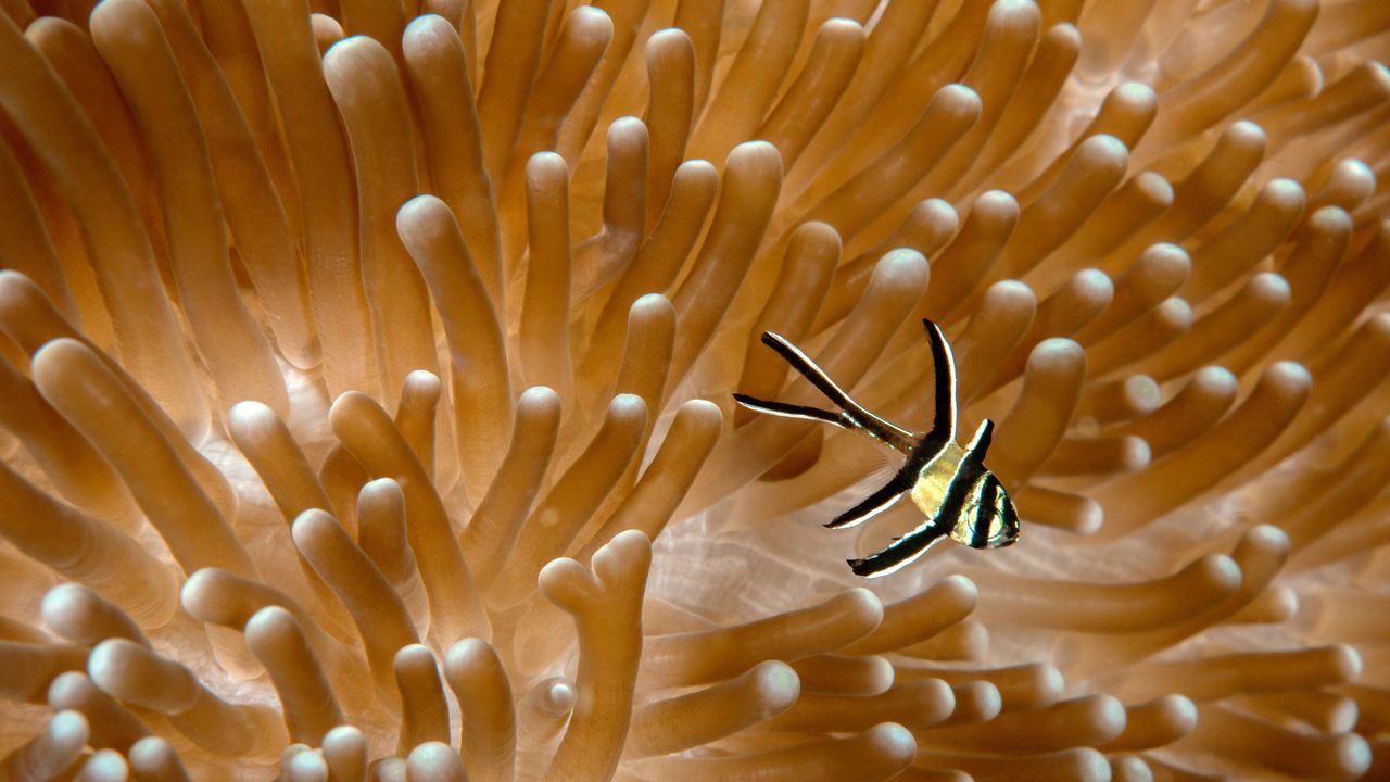Juvenile Banggai cardinalfish with sea anemone, Lembeh Strait, North Sulawesi, Indonesia