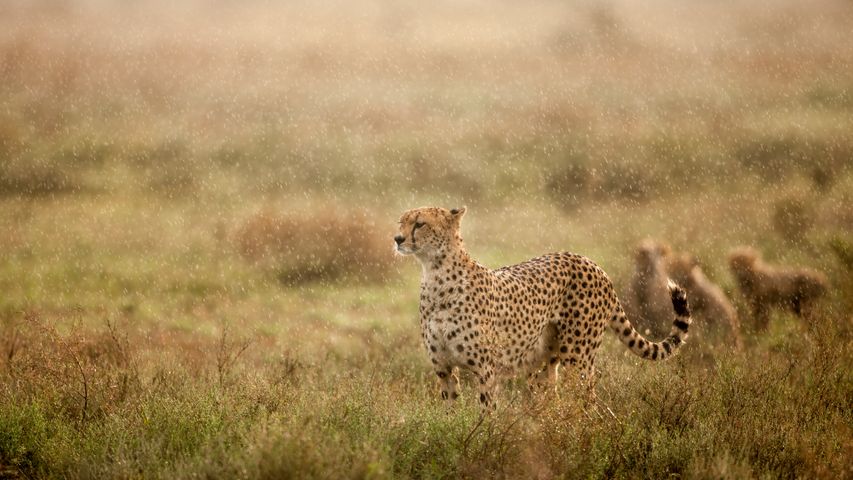 Guépard sous la pluie, plaines de Ndutu, zone de conservation du Ngorongoro, Tanzanie