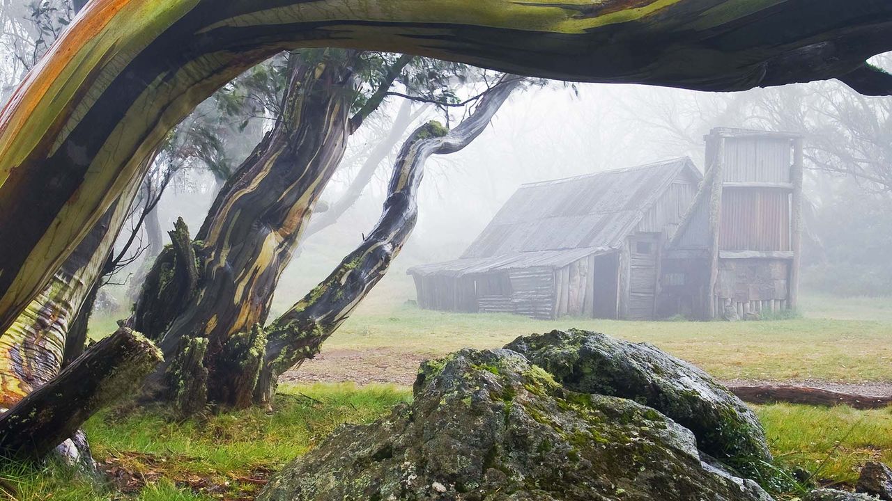 Hutte de Wallace et eucalyptus dans le parc national alpin, Victoria, Australie 