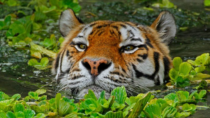 Tigre de Sibérie prenant son bain au zoo d’Anvers, Belgique