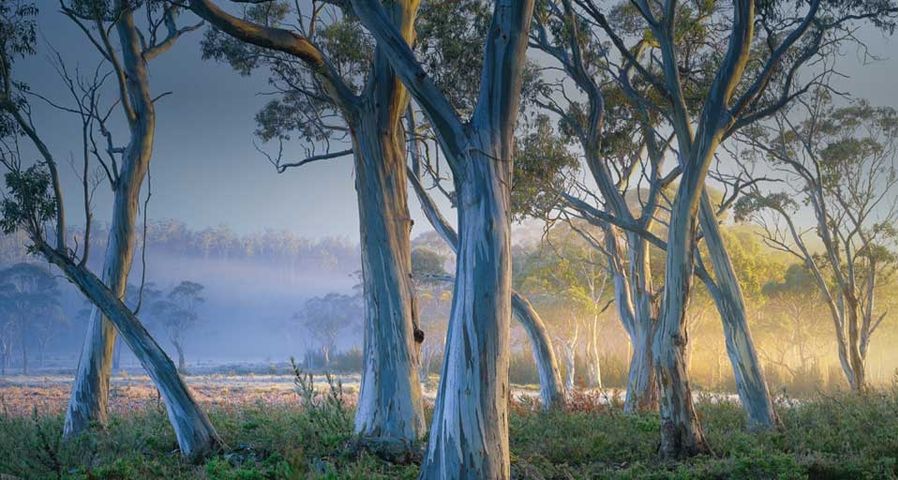 ｢ペパーミント・ユーカリ｣オーストラリア, タスマニア, クレイドル・マウンテン-セント・クレア湖国立公園