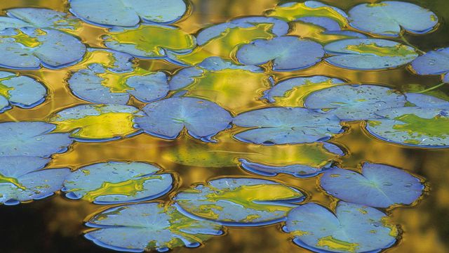 Nénuphars flottant à la surface de l’eau, France
