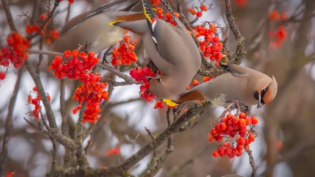 Bohemian waxwings eating rowan berries, Whitefish, Montana
