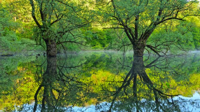 Willow trees, Lake Bret, Bugey, France