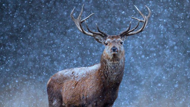 A red deer in the snow