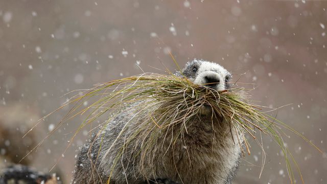 Hoary marmot in Denali National Park, Alaska