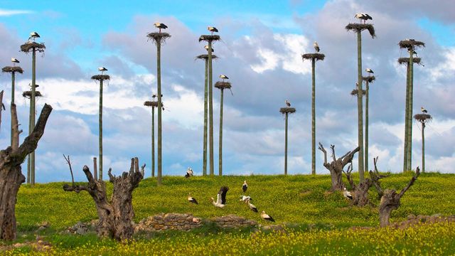 Cigüeñas blancas en la carretera de Malpartida, Cáceres
