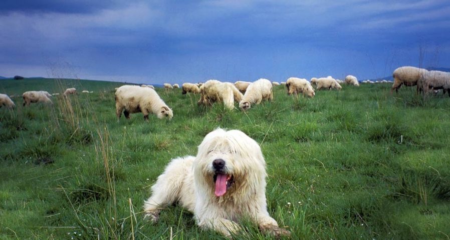 Chien de berger gardant des moutons dans les montagnes Tatras, Pologne