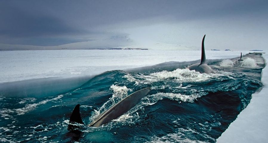 Orcas schwimmen durch einen Kanal zwischen dicken Eisschichten,  McMurdo Sound, Antarktis – Norbert Wu/Corbis ©
