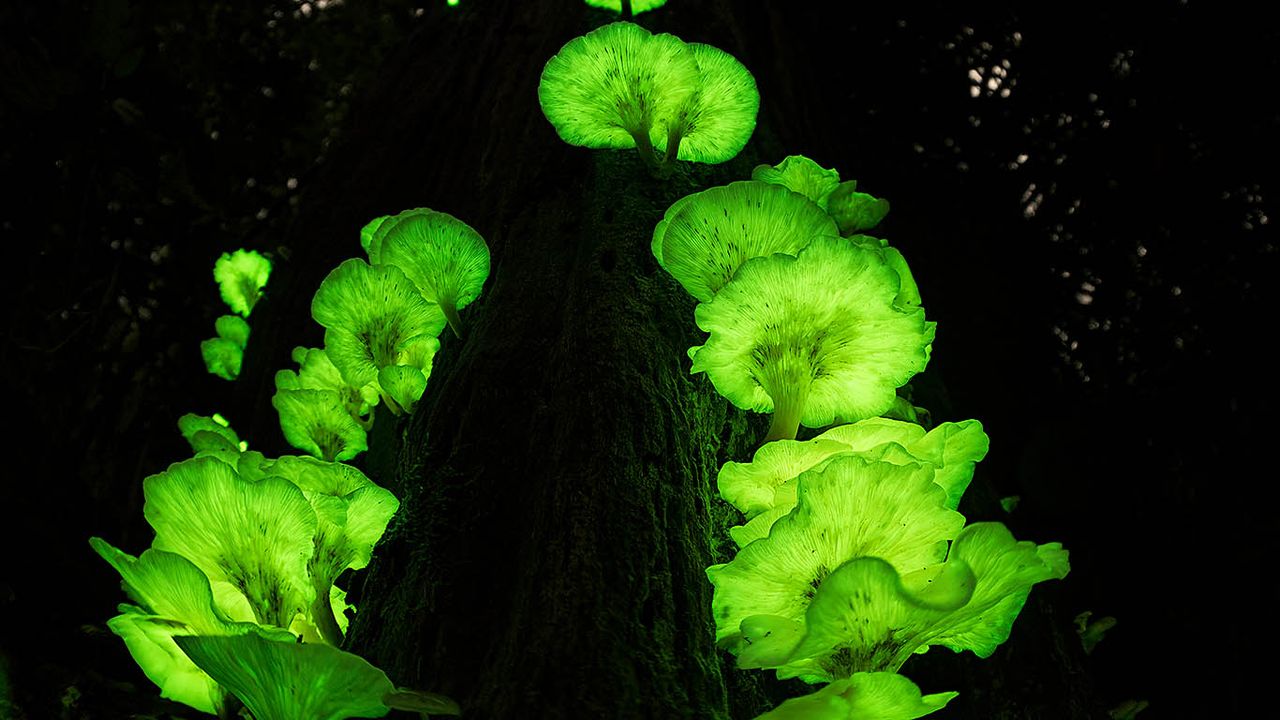 Ghost fungi on a tree in the Atherton Tablelands, Queensland 