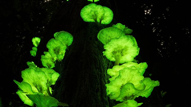 Ghost fungi on a tree in the Atherton Tablelands, Queensland 