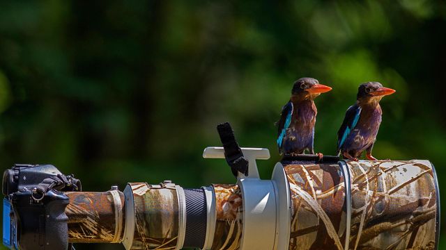 Common kingfishers perched on a camera lens