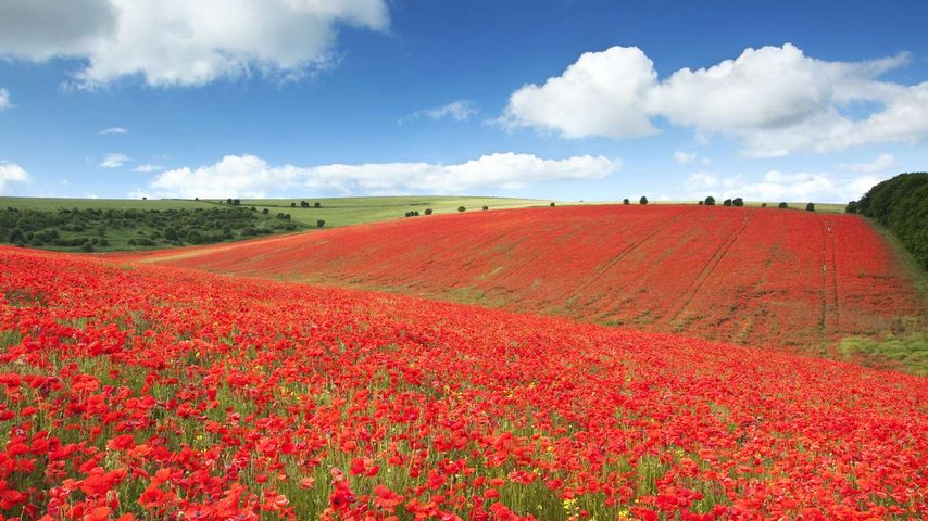 A field of poppies in the South Downs National Park near Brighton