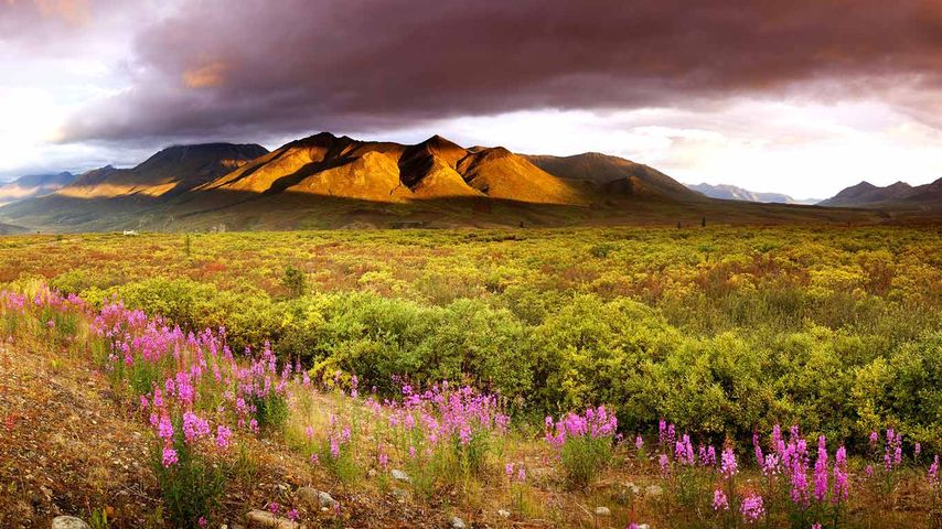 Dawn, fireweed and the Cloudy Range in the Ogilvie Mountains in late summer in Tombstone Territorial Park, Yukon, Canada