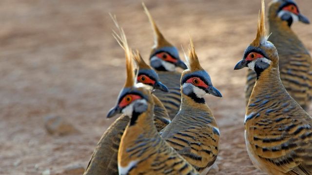 Spinifex pigeons at Purnululu National Park, Western Australia