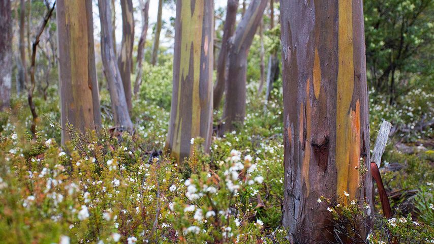 Alpine yellow gum trees and wildflowers in Tasmania 