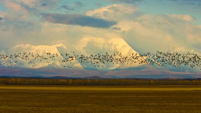 「カナダヅルの渡り」米国アラスカ, デルタジャンクション
