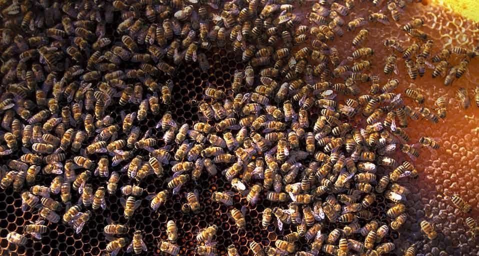 Bees in San Felice Circeo, Italy