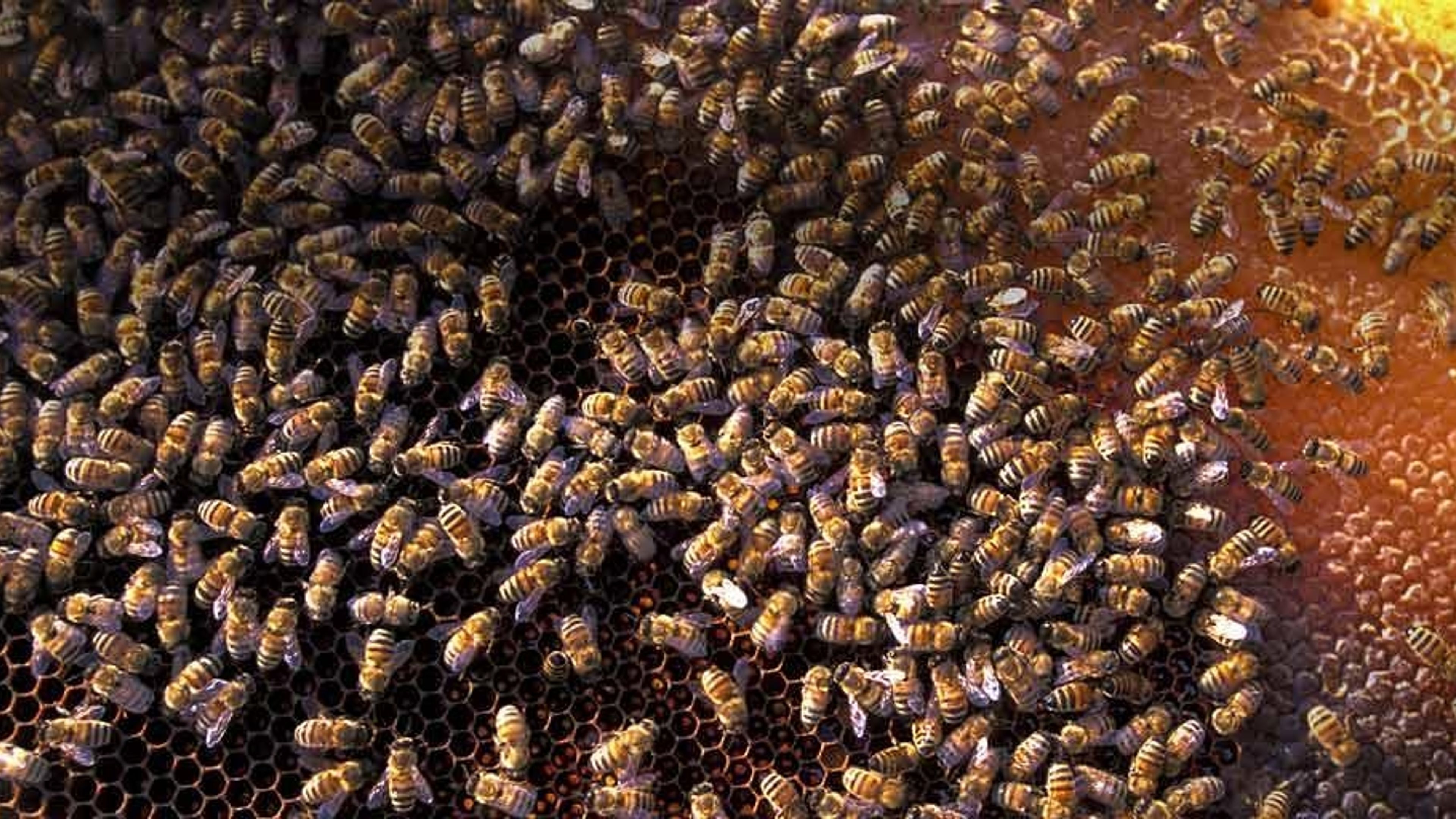 Bienen in San Felice Circeo, Italien - Bing Gallery