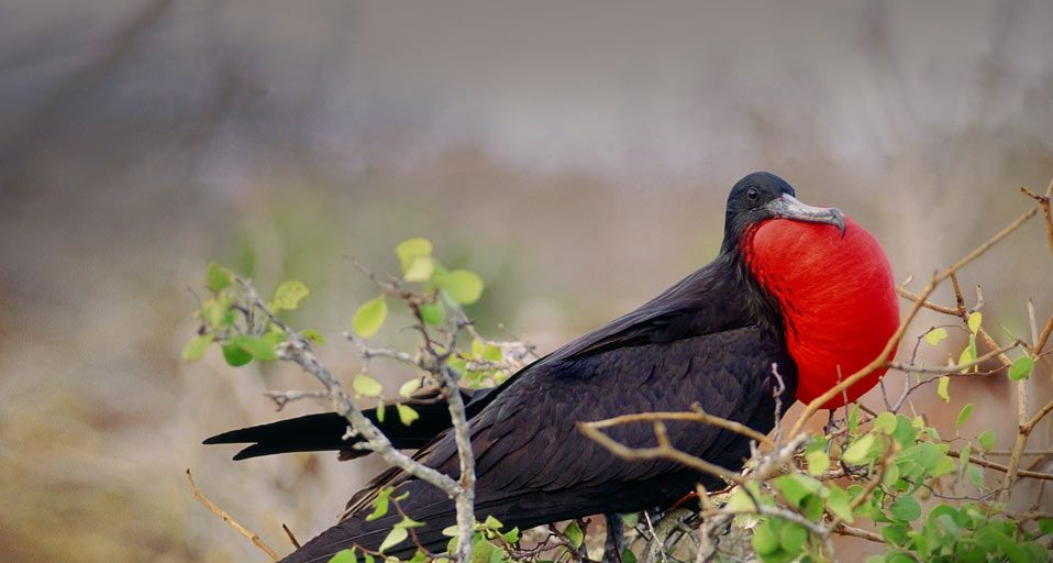 Männlicher Prachtfregattvogel bei der Balz, Galápagos-Inseln, Ecuador – Yvette Cardozo/Photolibrary ©