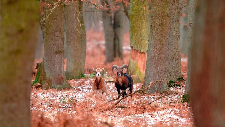 Mouflons dans une forêt en hiver, France 