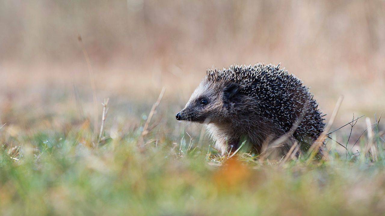 European hedgehog in Emsland, Germany 