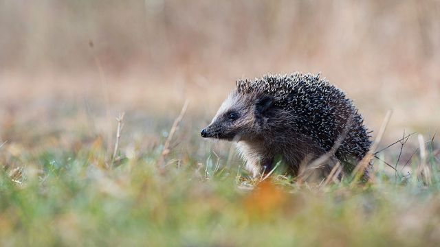 European hedgehog in Emsland, Germany
