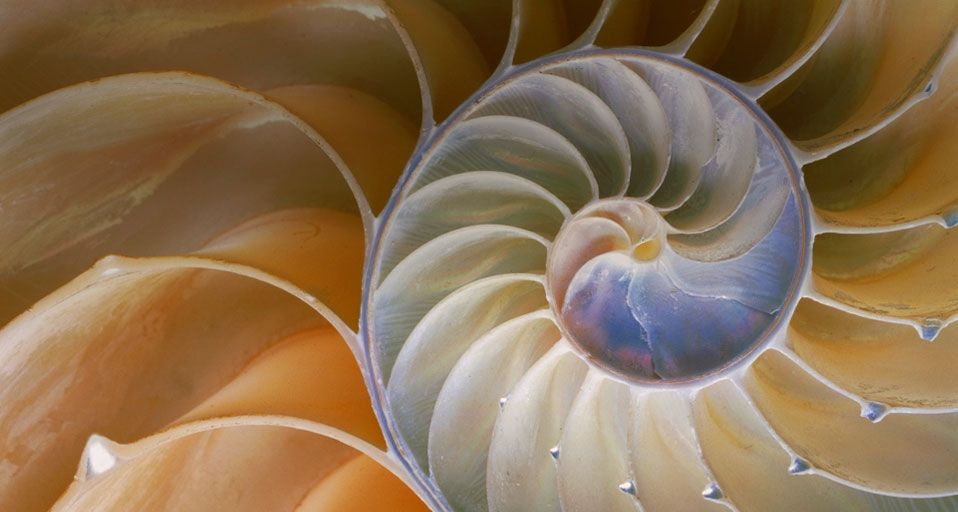 Cross section of chambered nautilus