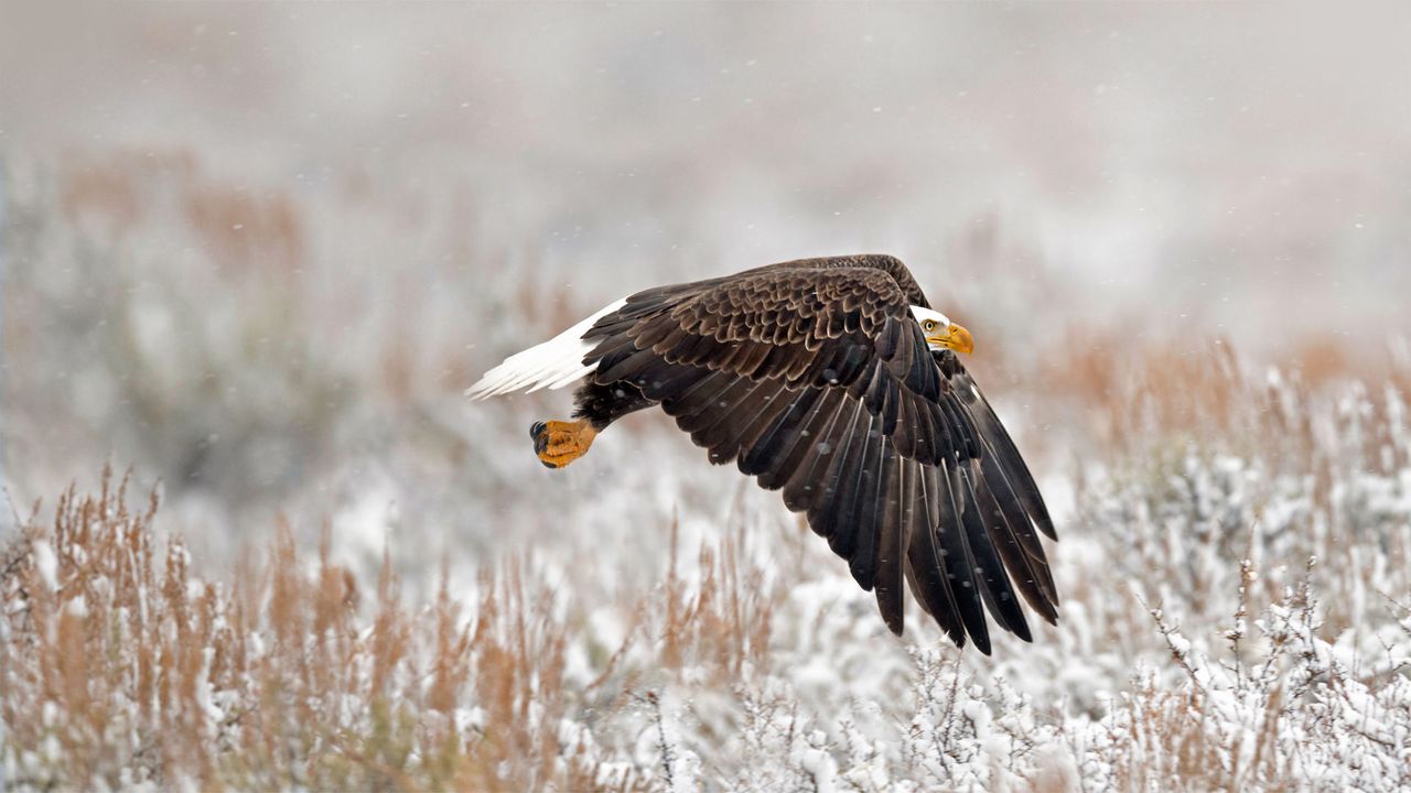 Ein Weißkopfseeadler im Grand-Teton-Nationalpark, Wyoming, USA