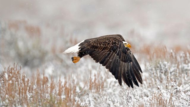 A bald eagle in Wyoming’s Grand Teton National Park