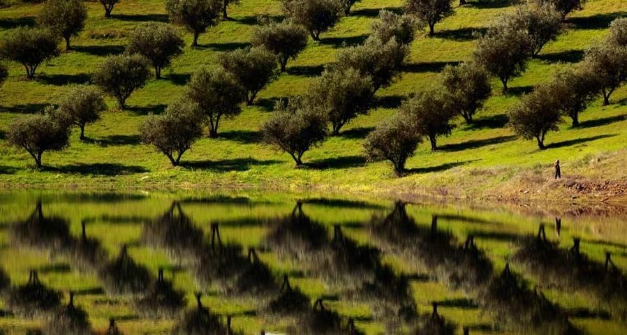 Olive trees reflected in the waters of Barragem de Alqueva (Alqueva Lake) near Alqueva, Portugal
