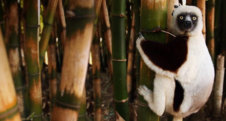 Lemur on a bamboo tree, Madagascar