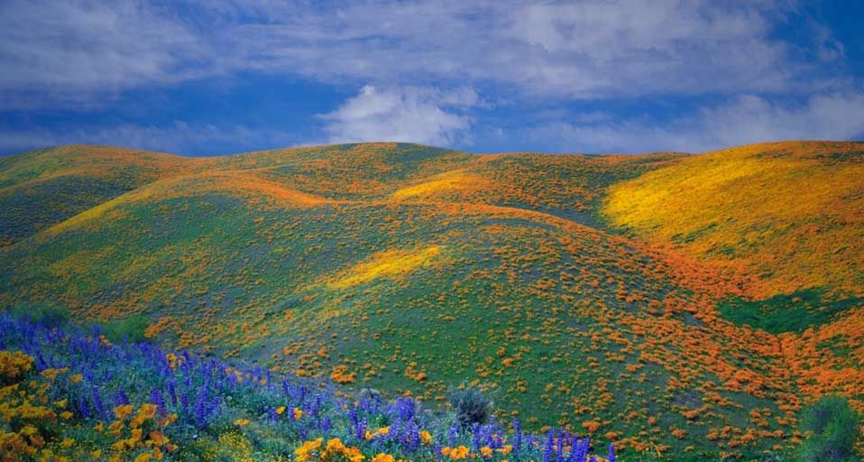 Spring wildflowers in Antelope Valley, California