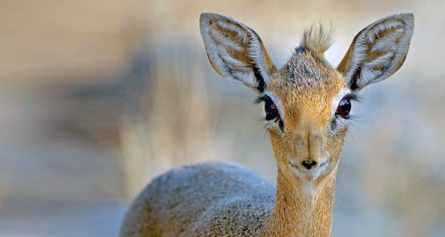 Close up of a Damara dik-dik