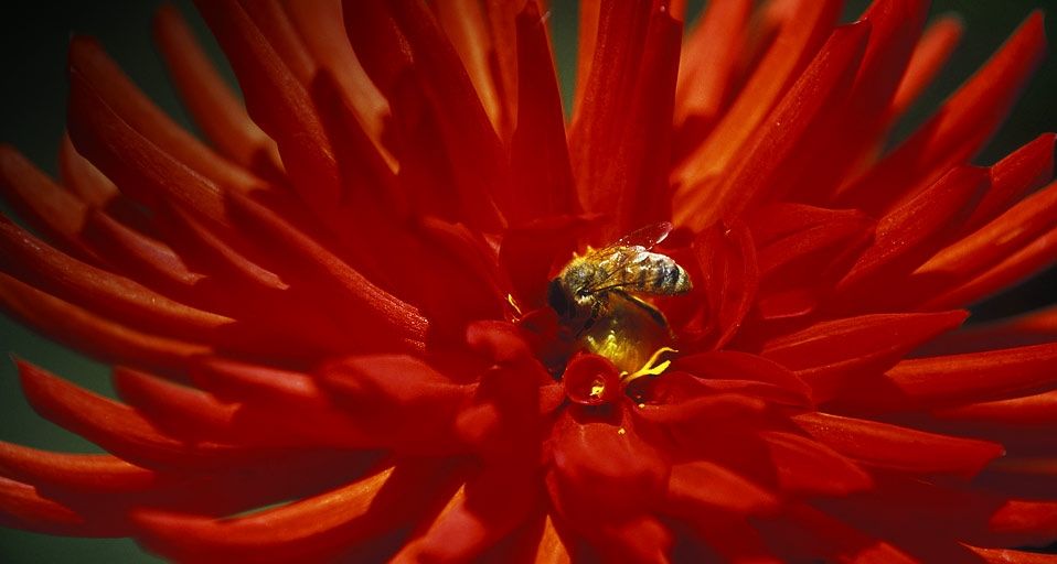 Dahlia blossom with honey bee, British Columbia, Canada