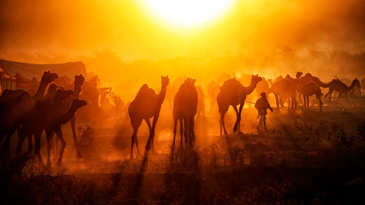 Silhouette of camels against sunrise at Pushkar Mela