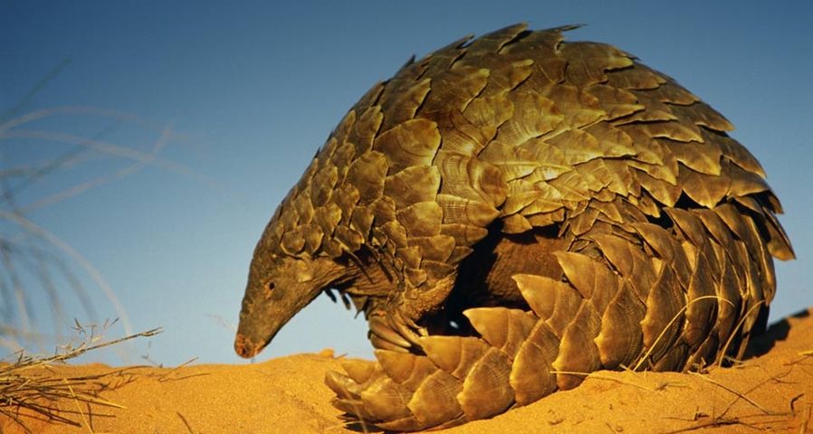Ground Pangolin in Kgalagadi Transfrontier Park, South Africa