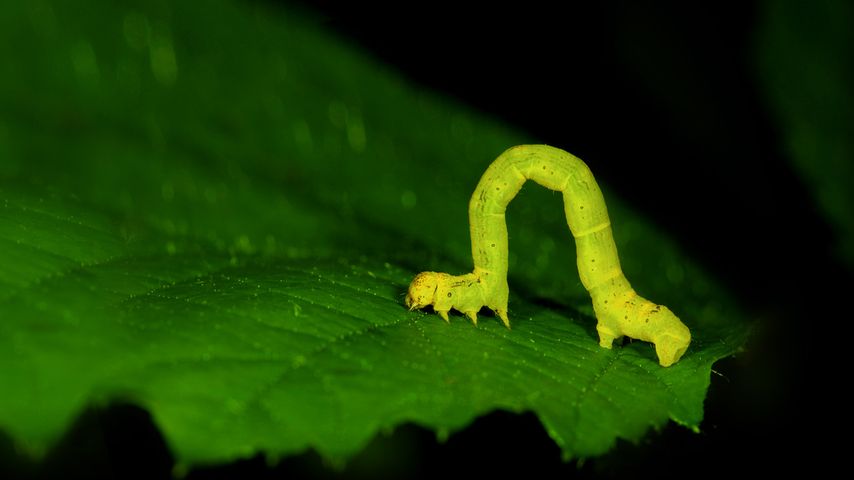 Geometer moth larva, aka an inchworm