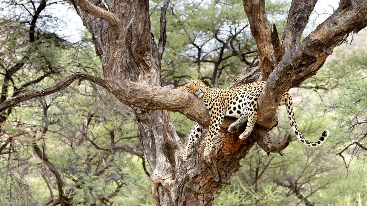 Leopard snoozing in a tree in Namibia