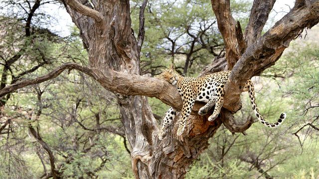 Leopard snoozing in a tree in Namibia