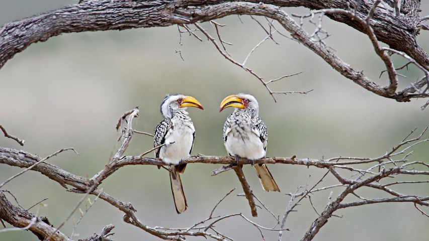 Tocos piquigualdos sureños en el Parque Nacional Kruger, Sudáfrica