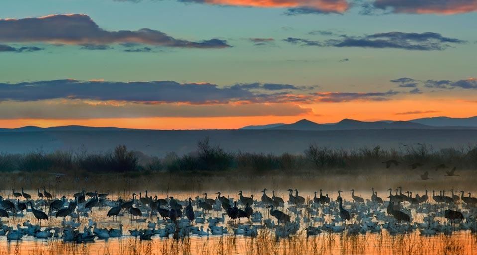 Snow geese and sandhill cranes flock in the Bosque del Apache National Wildlife Refuge near Socorro, New Mexico, U.S.A.